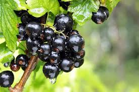 Blackcurrants: History, Nutrition, Health Benefits and Growing Guide 