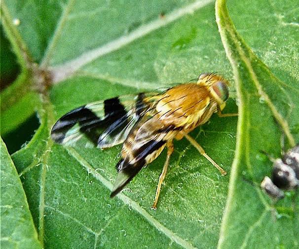 Walnut Husk Fly: Description, Damages Caused, Control and Preventive Measures Walnut Husk Fly: Description, Damages Caused, Control and Preventive Measures