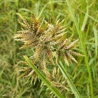 How to Grow, Use and Care for Whiteedge Flatsedge Grass (Cyperus flavicomus)