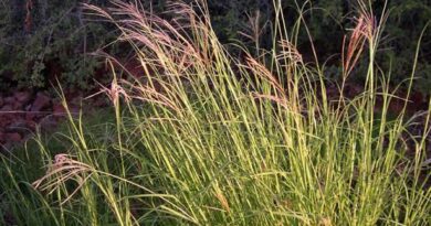 How to Grow, Use and Care for Yellow Bluestem Grass (Bothriochloa ischaemum)