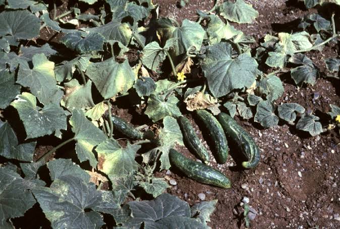 Cucumber Mosaic Virus: Description, Damages Caused, Control and Preventive Measures