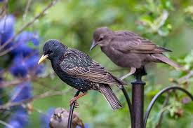 Birds: Description, Damages Caused, Control and Preventive Measures Birds: Description, Damages Caused, Control and Preventive Measures