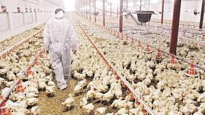 Avian Influenza (Bird Flu): Description, Damages Caused, Control and Preventive Measures