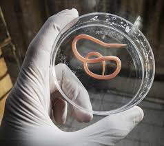 Roundworms: Description, Damages Caused, Control and Preventive Measures