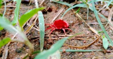 Chiggers: Description, Damages Caused, Control and Preventive Measures