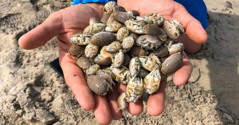 Sand Fleas: Description, Damages Caused, Control and Preventive Measures Sand Fleas: Description, Damages Caused, Control and Preventive Measures