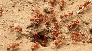 Ants: Description, Damages Caused, Control and Preventive Measures Ants: Description, Damages Caused, Control and Preventive Measures