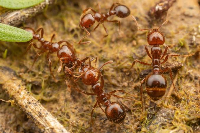Ants: Description, Damages Caused, Control and Preventive Measures Ants: Description, Damages Caused, Control and Preventive Measures