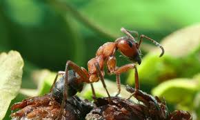 Ants: Description, Damages Caused, Control and Preventive Measures