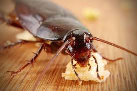 Cockroaches: Description, Damages Caused, Control and Preventive Measures Cockroaches: Description, Damages Caused, Control and Preventive Measures