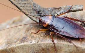 Cockroaches: Description, Damages Caused, Control and Preventive Measures