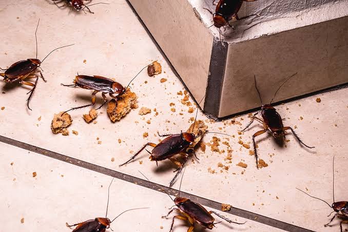 Cockroaches: Description, Damages Caused, Control and Preventive Measures Cockroaches: Description, Damages Caused, Control and Preventive Measures