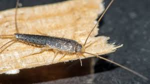 Silverfish: Description, Damages Caused, Control and Preventive Measures Silverfish: Description, Damages Caused, Control and Preventive Measures