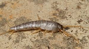 Silverfish: Description, Damages Caused, Control and Preventive Measures Silverfish: Description, Damages Caused, Control and Preventive Measures