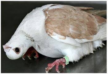 Newcastle Disease (ND): Description, Damages Caused, Control and Preventive Measures