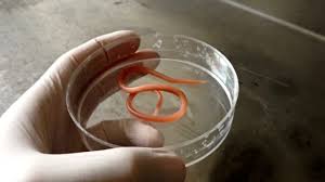 Roundworms: Description, Damages Caused, Control and Preventive Measures