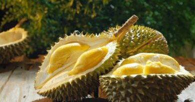 Durians: History, Nutrition, Health Benefits and Growing Guide