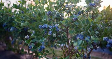 What is the Best way to Grow Blueberries?