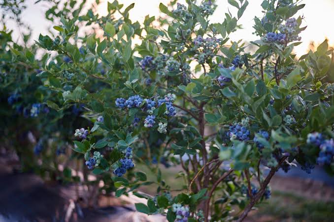 What is the Best way to Grow Blueberries?