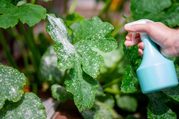 Powdery Mildew: Description, Damages Caused, Control and Preventive Measures