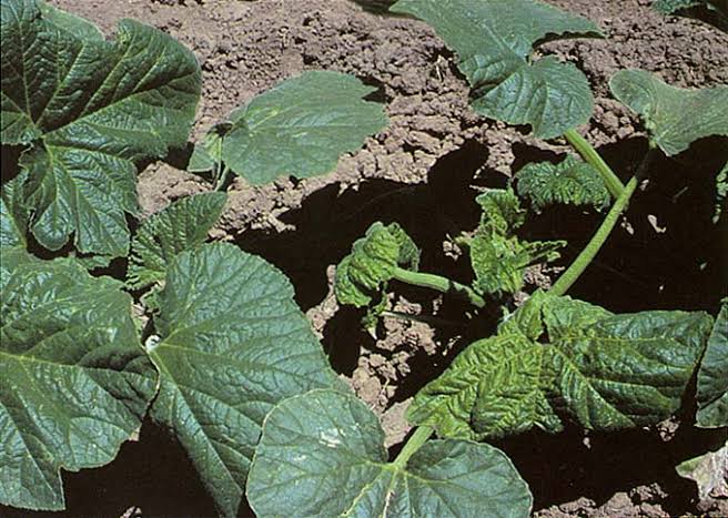 Cucumber Mosaic Virus: Description, Damages Caused, Control and Preventive Measures