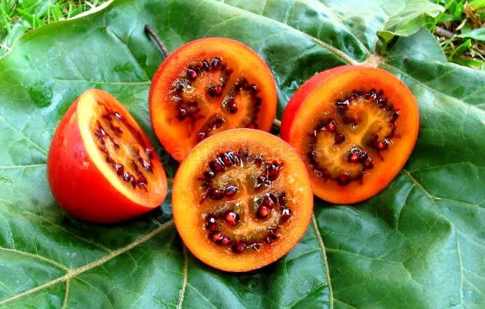 Tamarillos: History, Nutrition, Health Benefits and Growing Guide 