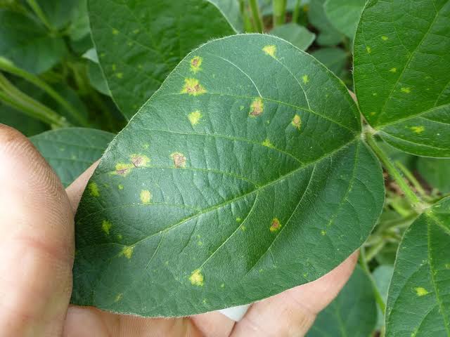 Downy Mildew: Description, Damages Caused, Control and Preventive Measures