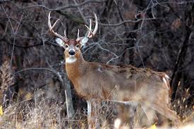 Deer: Description, Damages Caused, Control and Preventive Measures