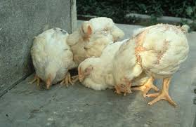 Newcastle Disease (ND): Description, Damages Caused, Control and Preventive Measures