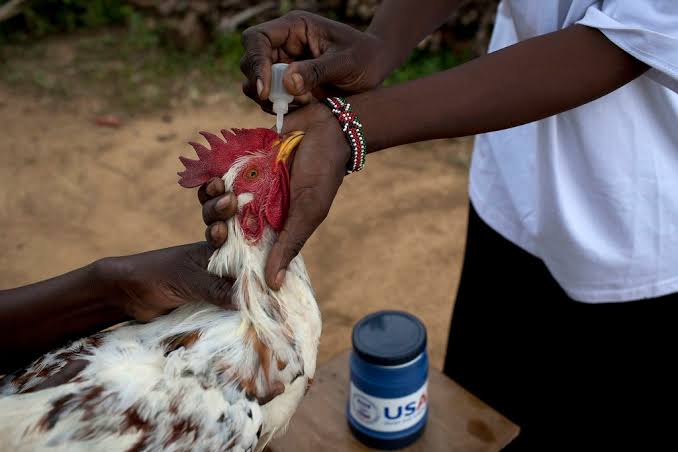 Newcastle Disease (ND): Description, Damages Caused, Control and Preventive Measures