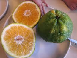 Ugli Fruit: History, Nutrition, Health Benefits and Growing Guide 