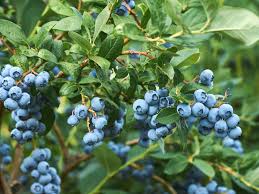 What is the Best way to Grow Blueberries?