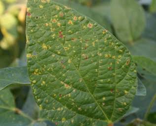 Downy Mildew: Description, Damages Caused, Control and Preventive Measures