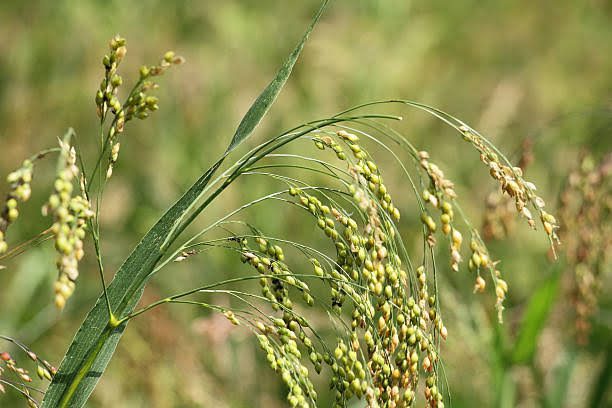 How to Grow, Use and Care for Wild-proso Millet (Panicum miliaceum)