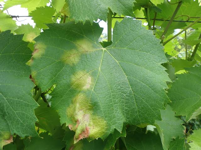 Downy Mildew: Description, Damages Caused, Control and Preventive Measures