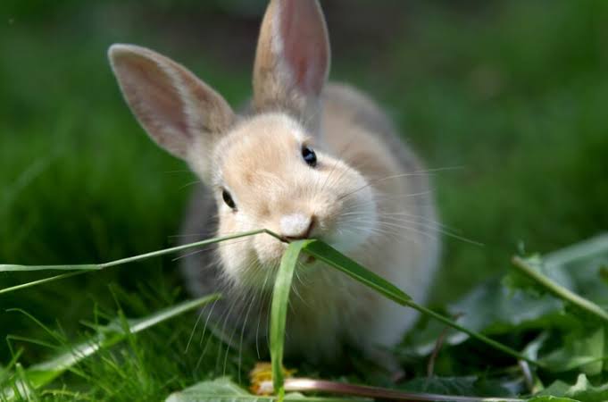 Rabbits: Description, Damages Caused, Control and Preventive Measures