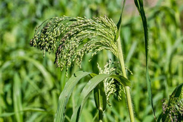 How to Grow, Use and Care for Wild-proso Millet (Panicum miliaceum)