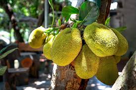 Jackfruits: History, Nutrition, Health Benefits and Growing Guide 