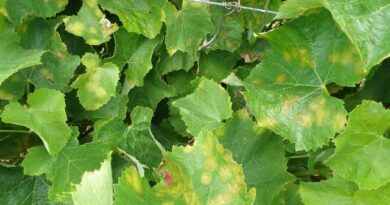 Downy Mildew: Description, Damages Caused, Control and Preventive Measures