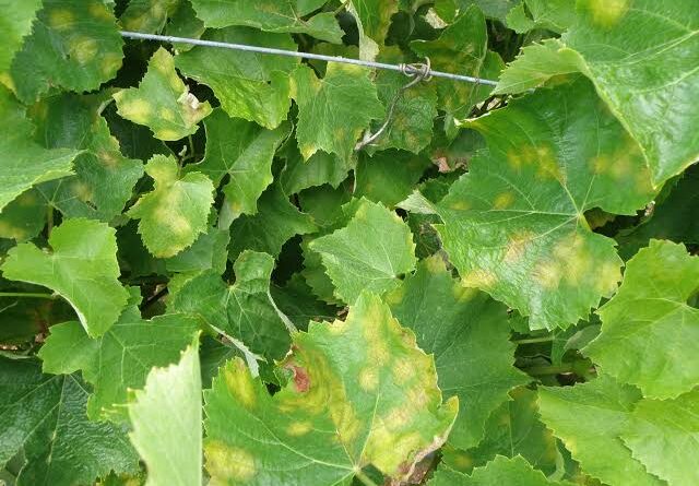 Downy Mildew: Description, Damages Caused, Control and Preventive Measures