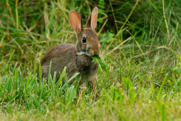 Rabbits: Description, Damages Caused, Control and Preventive Measures