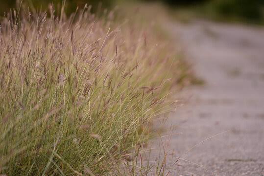 How to Grow, Use and Care for Yellow Foxtail Grass (Setaria pumila ssp. Pumila)