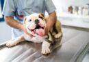 Canine Distemper: Description, Damages Caused, Control and Preventive Measures