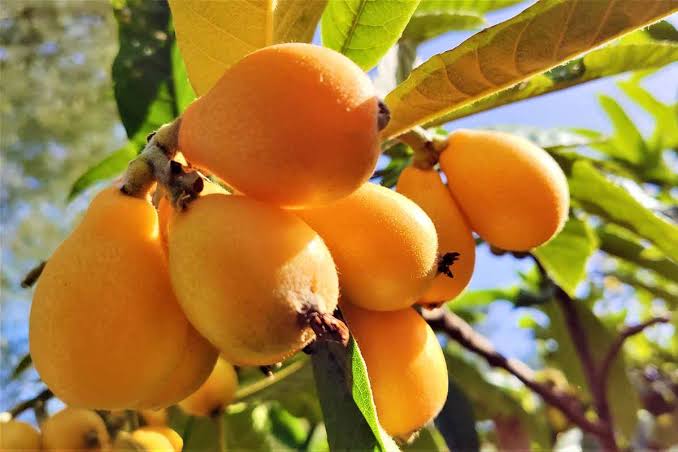 Loquats: History, Nutrition, Health Benefits and Growing Guide 