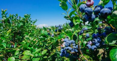 How much Sun do Blueberries Need?