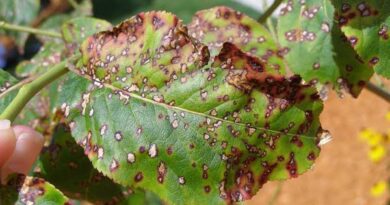 Leaf Spot Diseases: Description, Damages Caused, Control and Preventive Measures