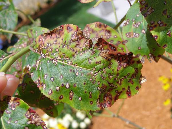 Leaf Spot Diseases: Description, Damages Caused, Control and Preventive Measures