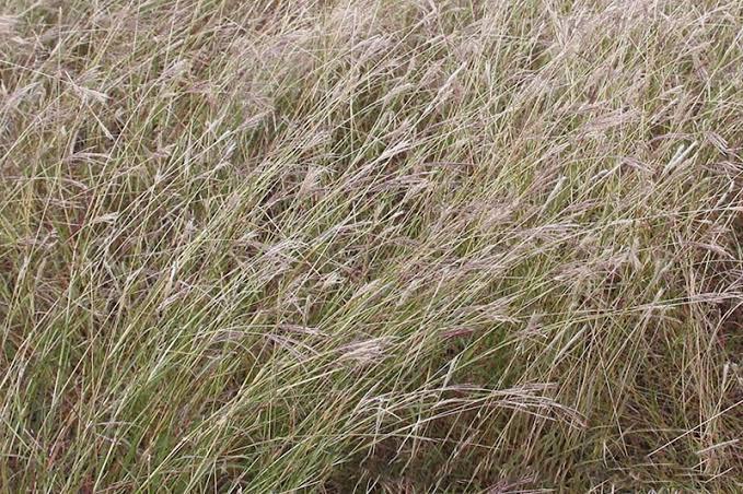 How to Grow, Use and Care for Yellow Foxtail Grass (Setaria pumila ssp. Pumila)