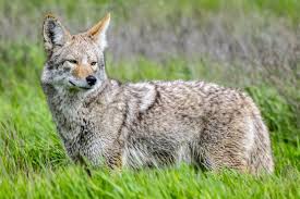 Coyotes: Description, Damages Caused, Control and Preventive Measures