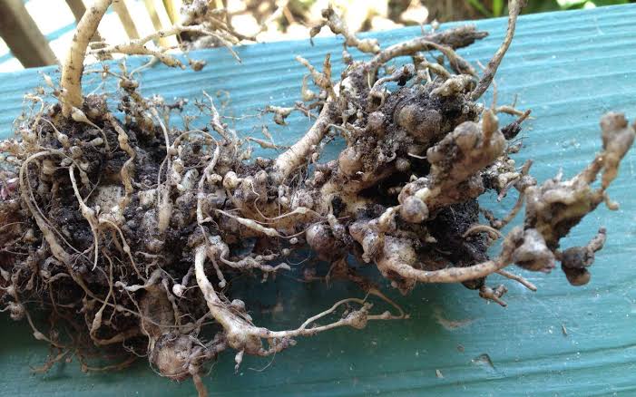 Root-knot Nematodes: Description, Damages Caused, Control and Preventive Measures